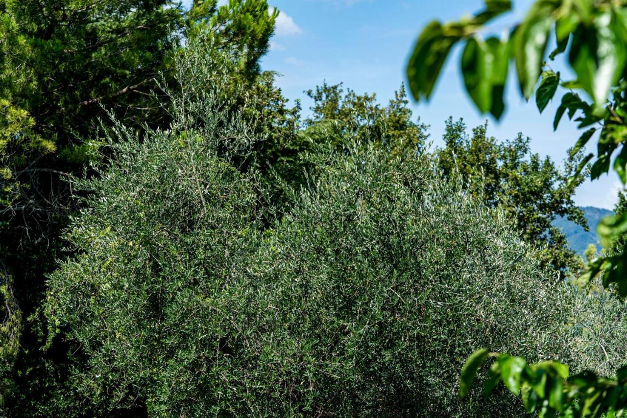 Agriturismo Le Chiusure San Felice del Benaco Luaran gambar